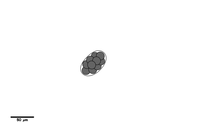 Smaller hookworm egg.