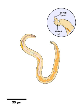 m&m statistics color Aelurostrongylus abstrusus larva