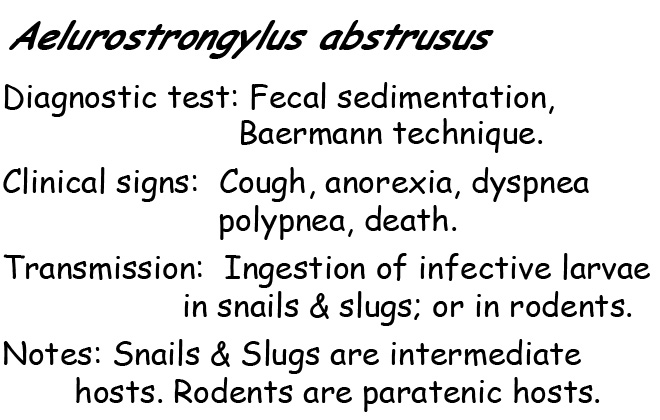 Aelurostrongylus abstrusus information