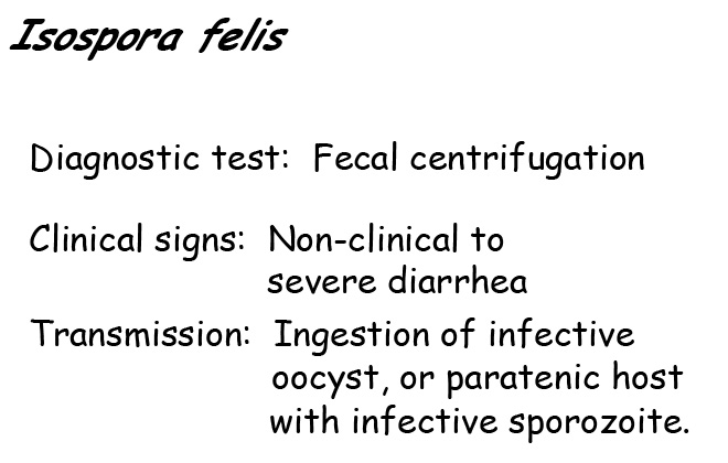 Isospora felis information