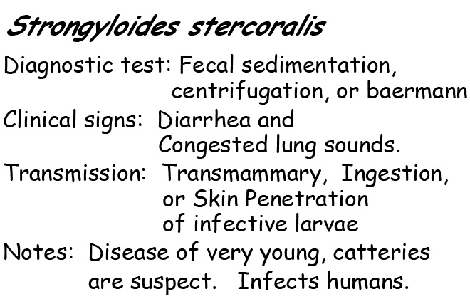 Strongyloides stercoralis information