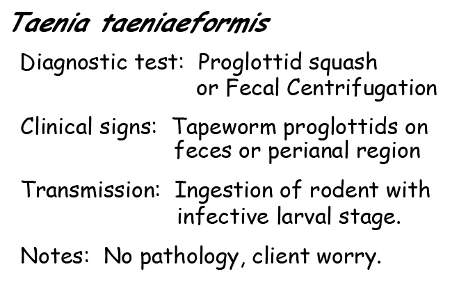 Taenia information