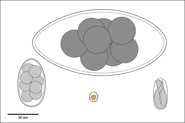 Non-ornate smooth egg or oocyst.