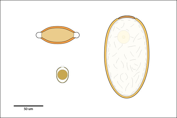 Ellipsoidal or oval egg or oocyst with a smooth shell.