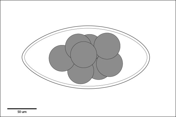 Very Large Egg: Greater than 165 um long. Morulated embryo does not fill ends of shell.