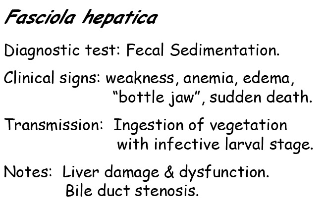 fasciola