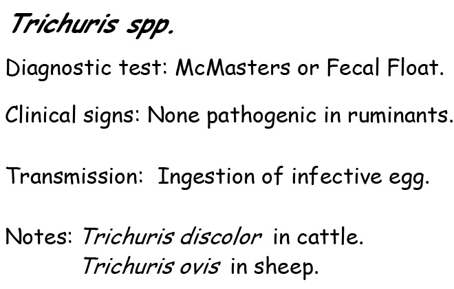 trichuris