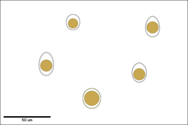 Oocyst (<30um) with single-cell embryo.