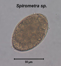 Spirometra sp. egg