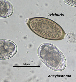 Trichuris vulpis egg