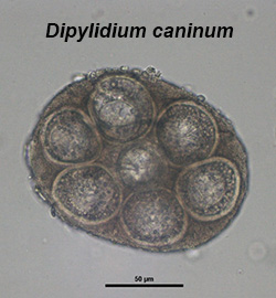 Dipylidium caninum