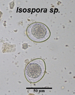 Isospora felis