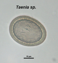 Taenia taeniaformis