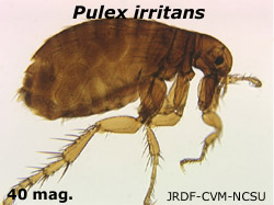 Pulex irritans