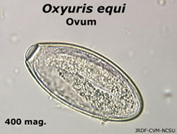 Oxyuris sp. ova