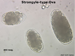 Strongyle-type ova