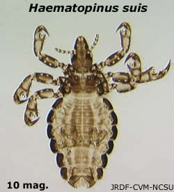 Haematopinus suis