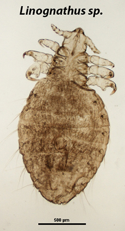 Linognathus sp.