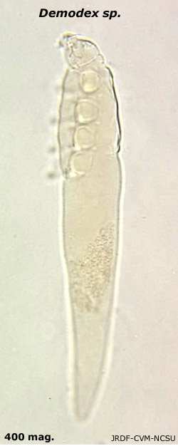 Demodex