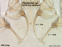 Otodectes epimerae