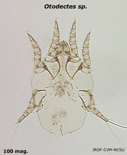 Otodectes