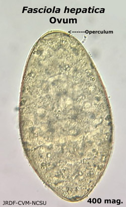 Fasciola hepatica ova