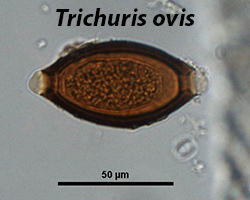 Trichuris sp. ova