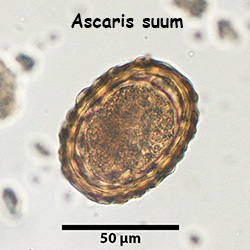 Ascaris suum