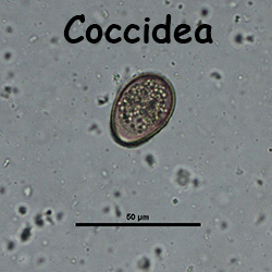 Coccidea