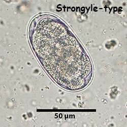 Strongyle-type Ova