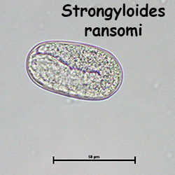 Strongyloides Ova