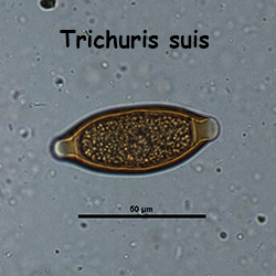 Trichuris Ova