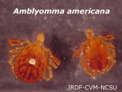 Amblyomma americana