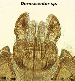 Dermacentor capitulum