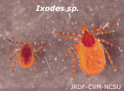 Ixodes sp.