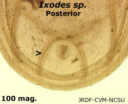 Ixodes posterior