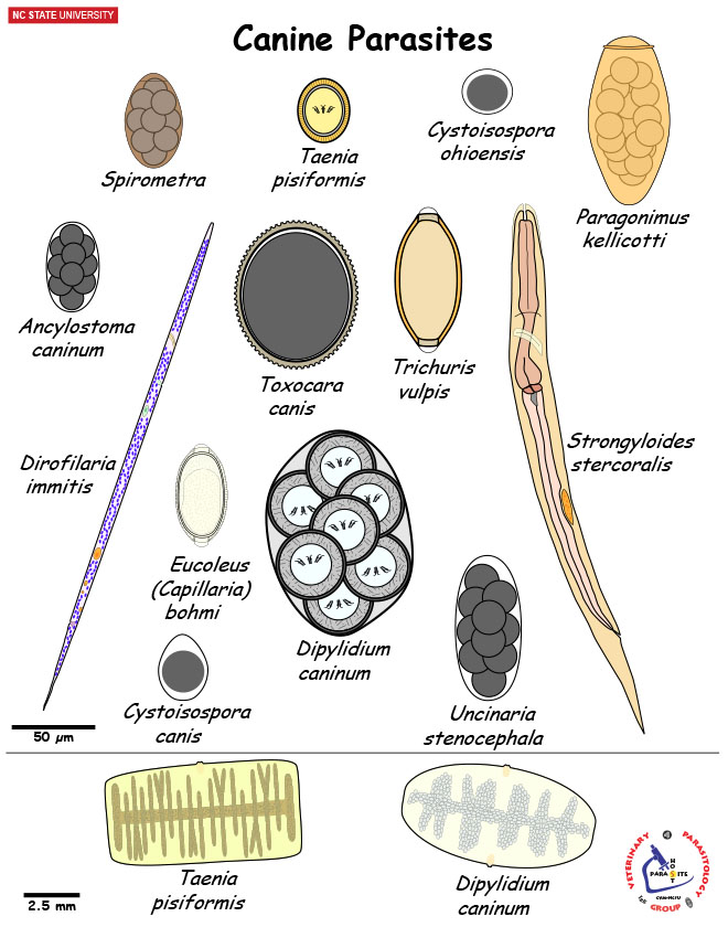 Canine Parasite Diagnostic Stages