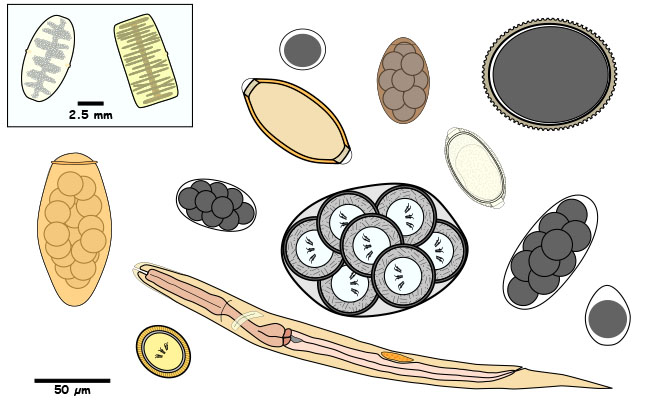 Larvae, proglottid, egg, egg packet, or oocyst found in feces.