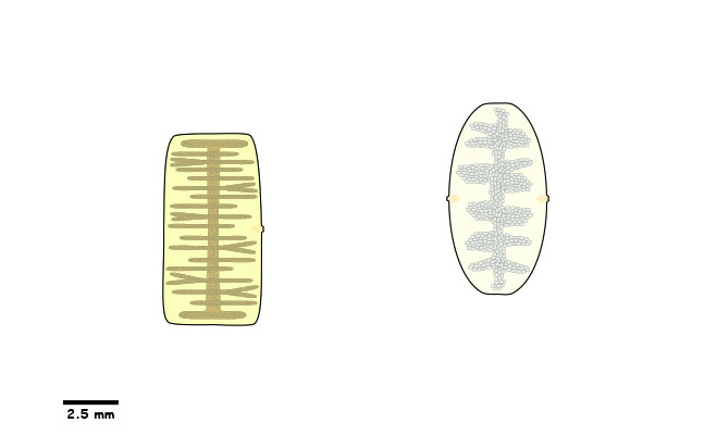 Macroscopic tapeworm proglottids found on the feces.