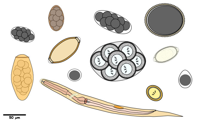 Microscopic larvae, egg, egg packet, or oocyst found in feces.