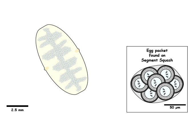 2 lateral genital pores. Squash reveals egg packets.