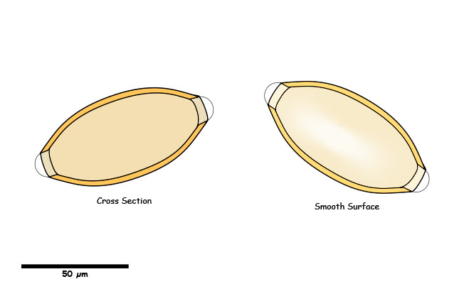 Oblong egg with bi-polar plugs and smooth shell surface.