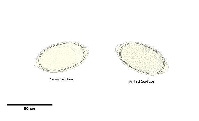 Oval eggs with Bi-polar plugs with pits; or a network of lines on the shell surface.