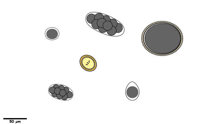 Eggs or oocysts without a single operculum.