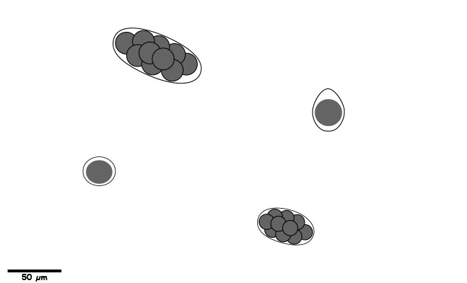 Eggs or oocysts with smooth, non-ornate shells.