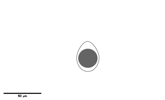 Larger coccidian oocyst.