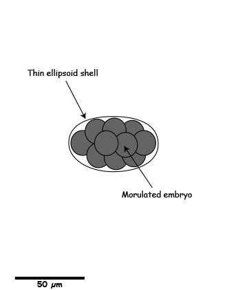 Ancylostoma egg