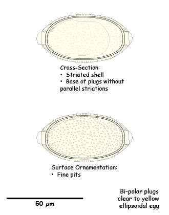 Capillaria egg