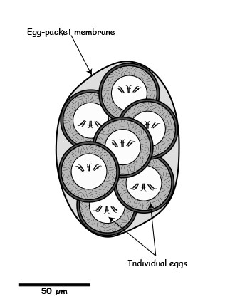 Dipylidium egg_packet