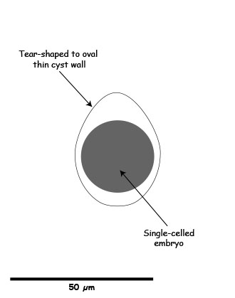 Isospora canis oocyst